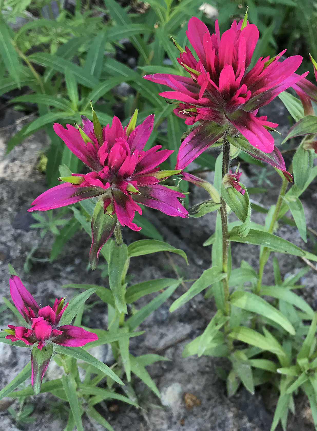 Indian paintbrush